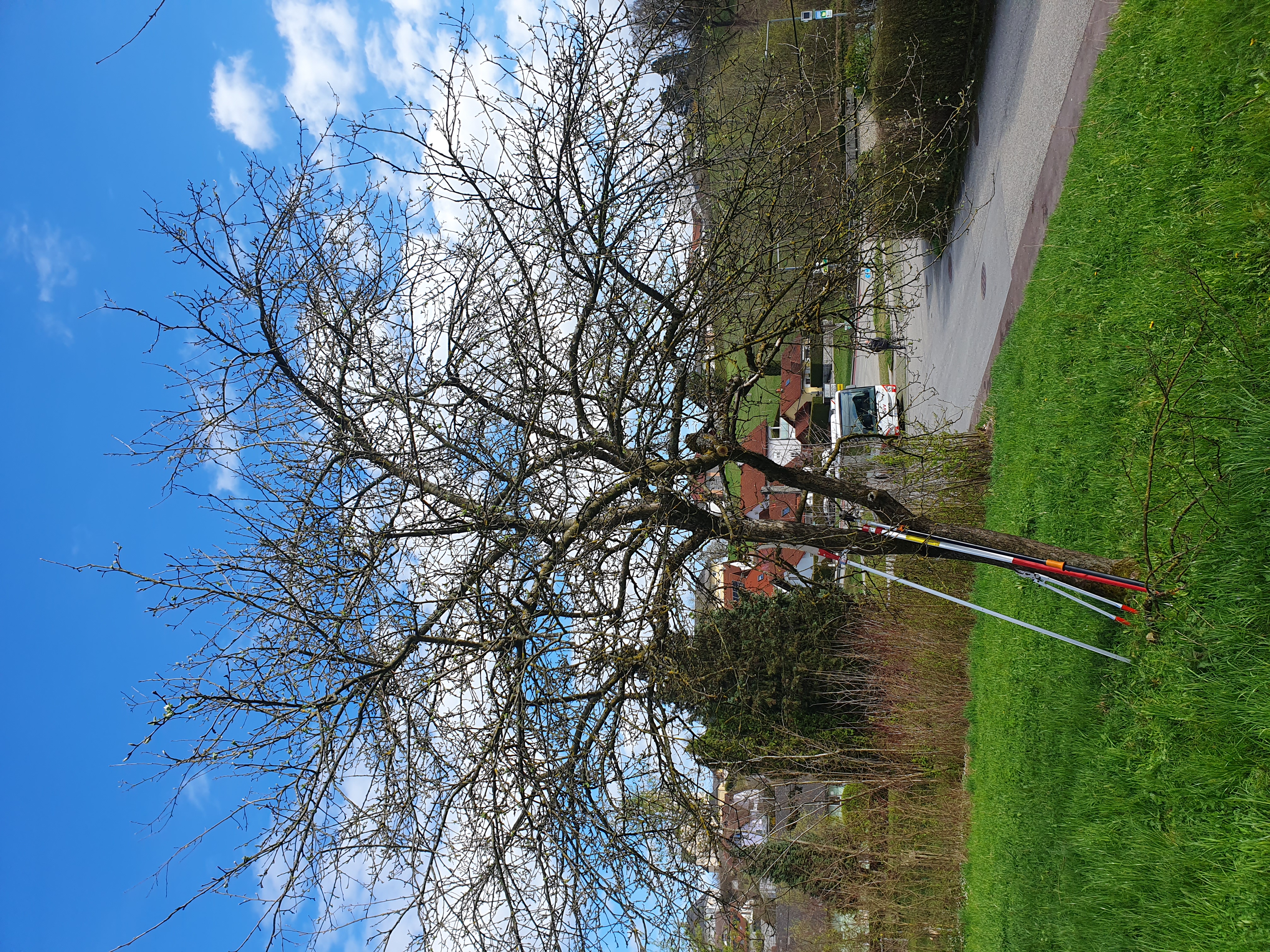 Baum vor dem Schnitt